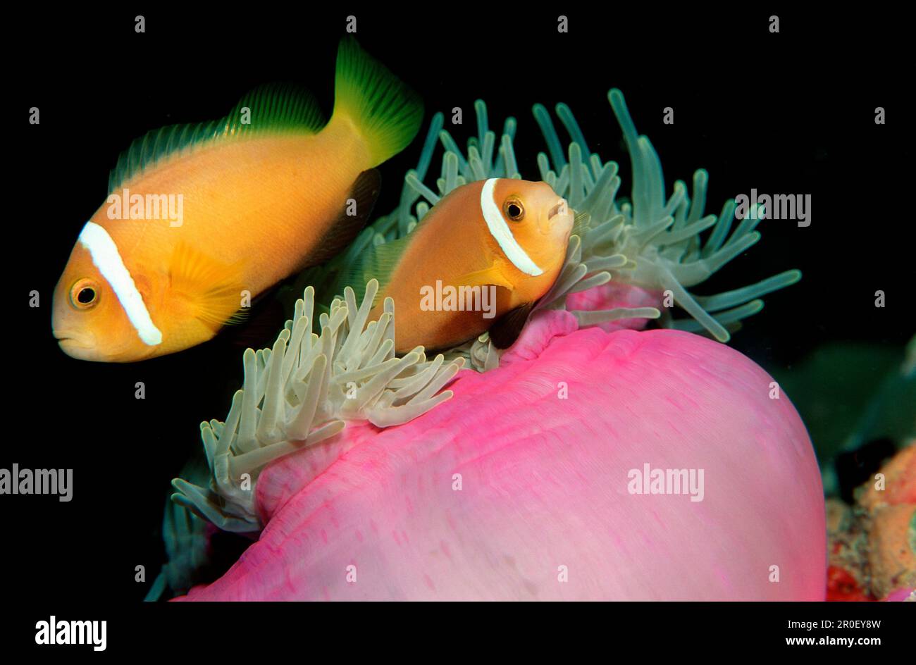 Pesci Anemonefish, Anphiprion nigripes, Isole Maldive, Oceano Indiano, Ari Atol, Atollo Foto Stock