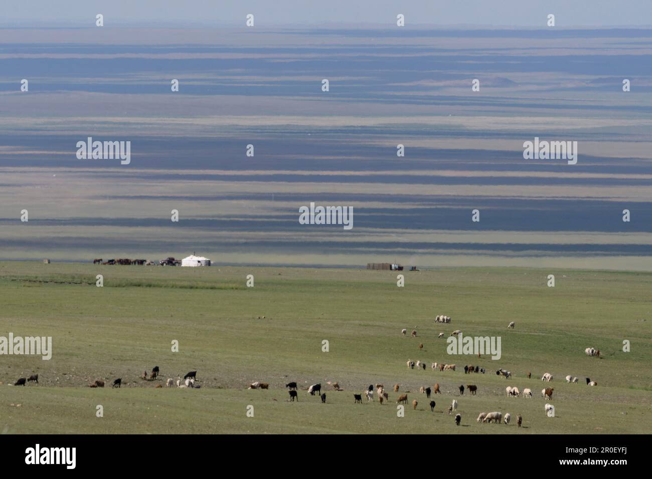 Campo nel Gobi, Oemnoe-Gobi, Mongolia Foto Stock