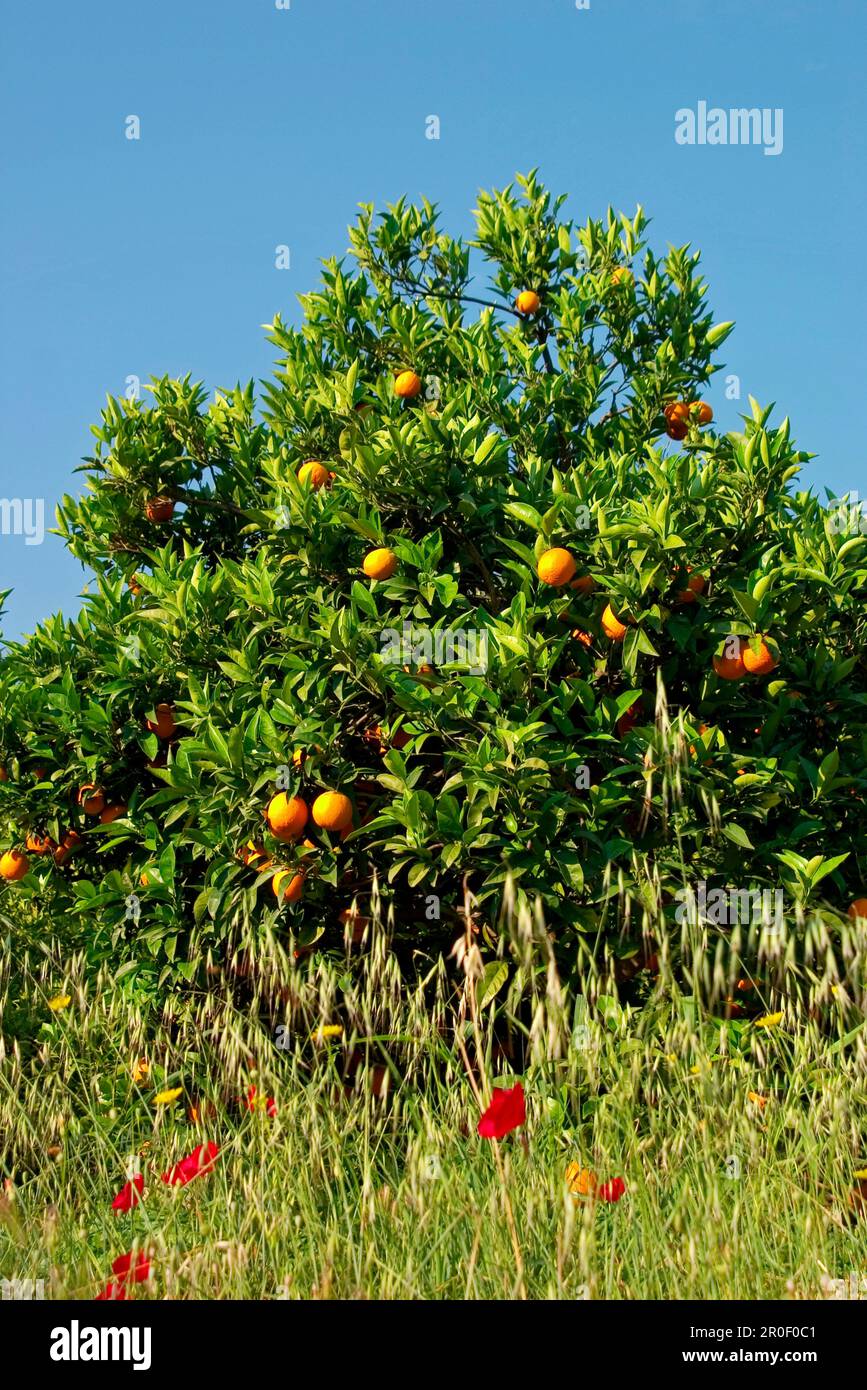 Arance in un prato di primavera, Citrus aurantium, Peloponneso, Grecia Foto Stock