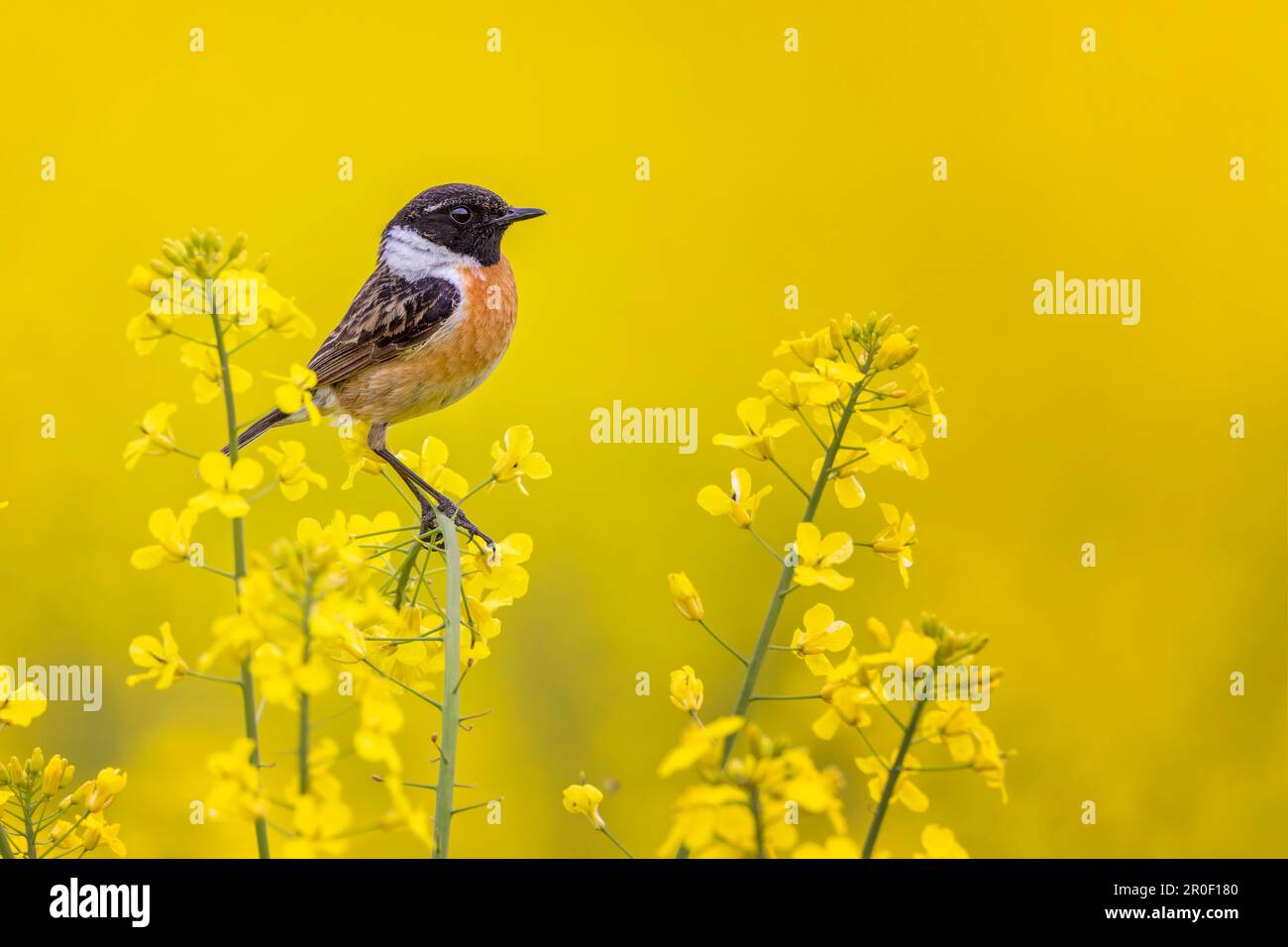 stonechat europeo (Saxicola rubicola) maschio in colza, esposizione cortigiana, abito splendido, primavera, fiore di colza, Sassonia-Anhalt, Germania Foto Stock