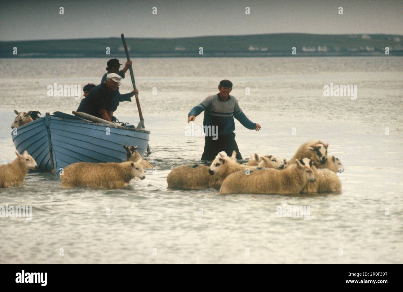 Anlanden von Schafen, Tory Island, Magheraroarty Co. Donegal, Irland Foto Stock