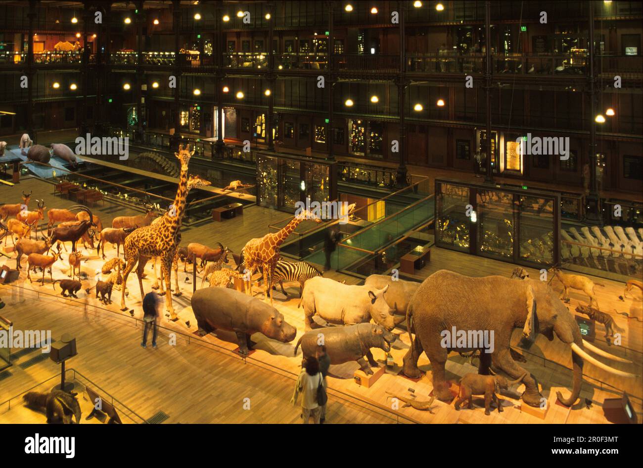 Galerie de l'Evolution, Musée d'Histoire Naturelle, 5. Arrt. Jardin des Plantes, Parigi, Frankreich Foto Stock