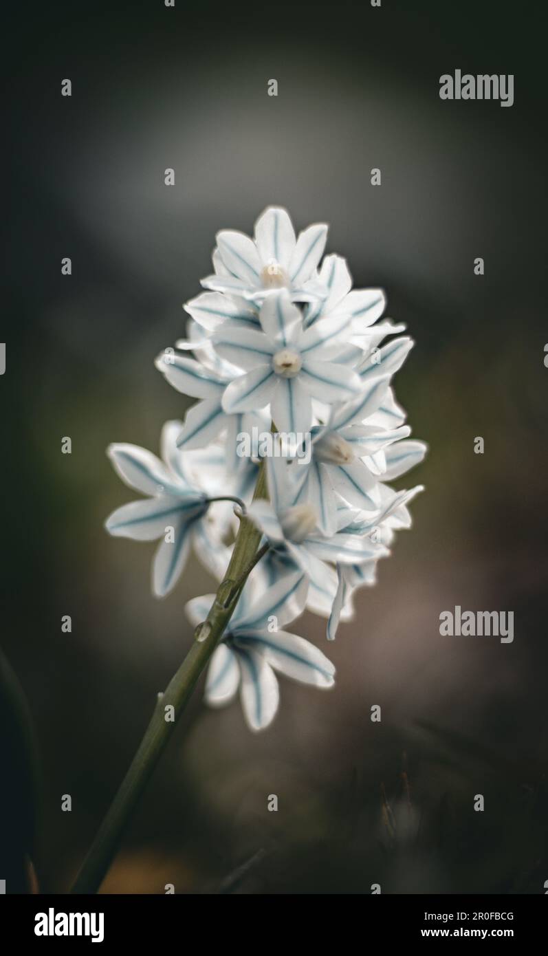 Fiori di primavera Foto Stock