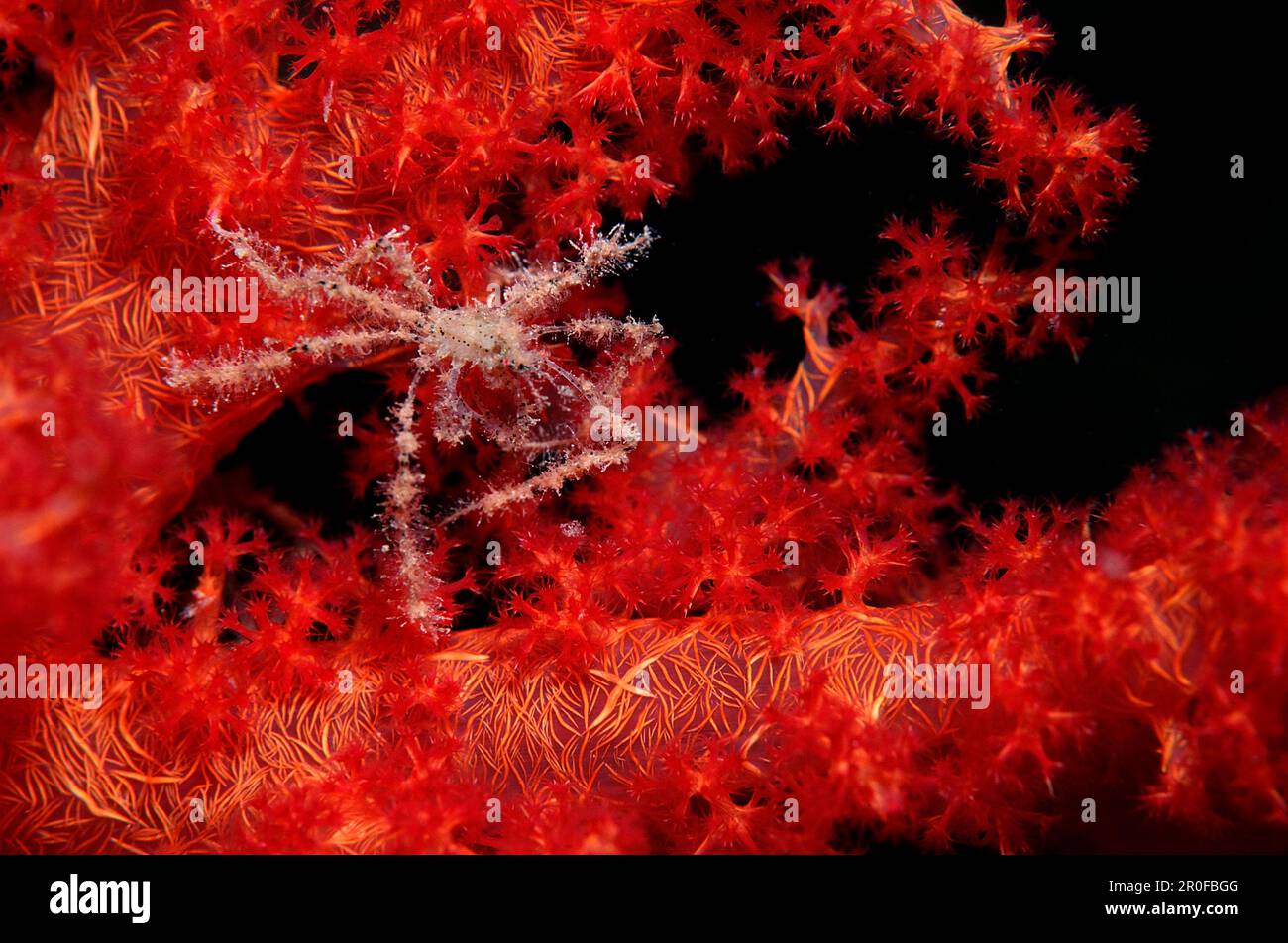 Granchio ragno su un corallo morbido, Acheo spinoso, Egitto, Mar Rosso, Sinai Foto Stock