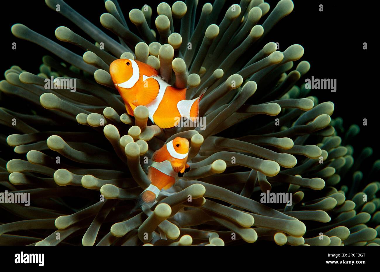 Pesci pagliaccio, anemonefani, Amphiprion ocellaris, Indonesia, Wakatobi Dive Resort, Sulawesi, Oceano Indiano, Bandasea Foto Stock