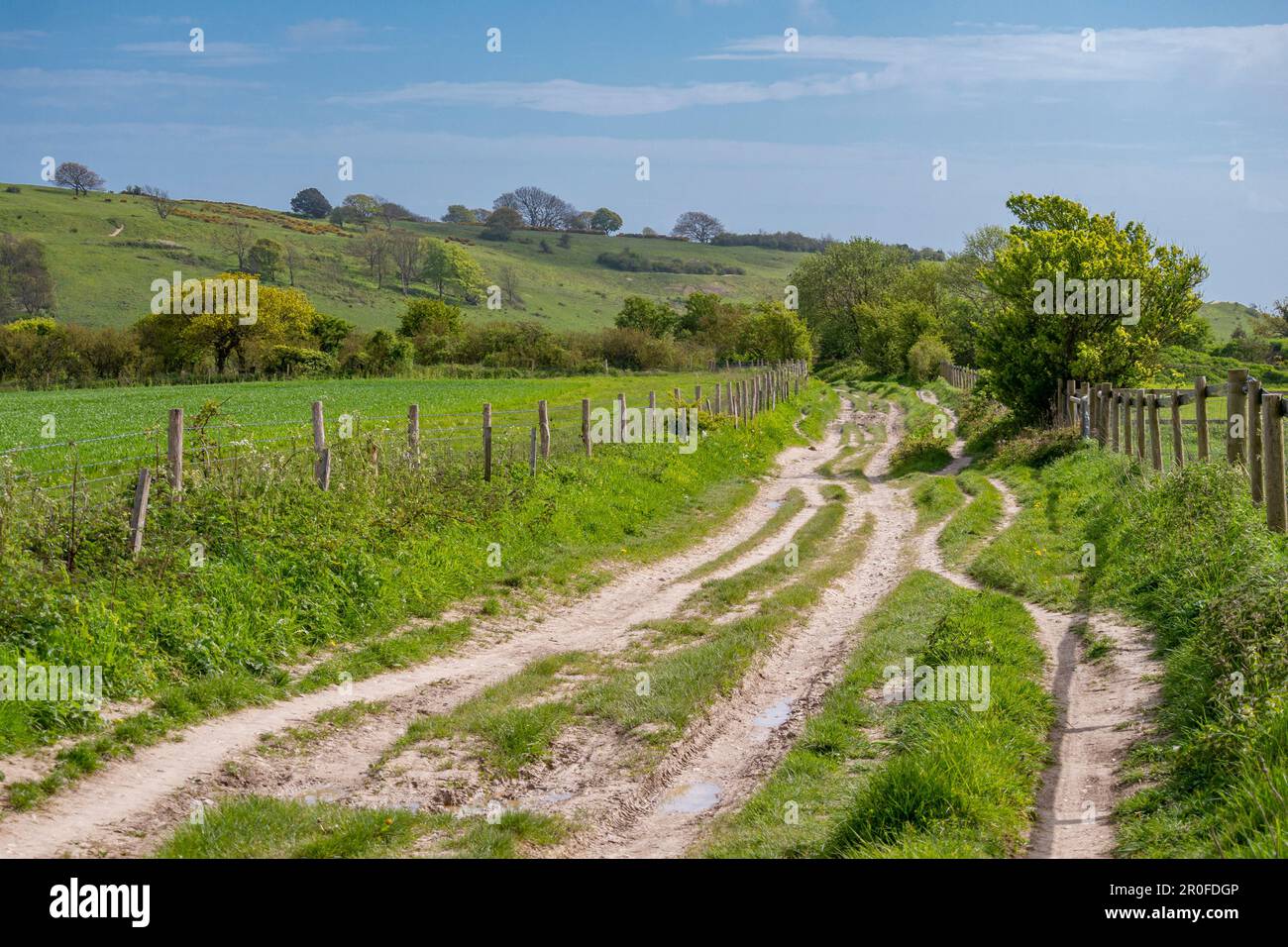 Il sentiero principale/percorso/pista da bridleway tra Chanctonbury e Cissbury Ring Hill Forts nel South Downs National Park, West Sussex, Inghilterra meridionale UK Foto Stock