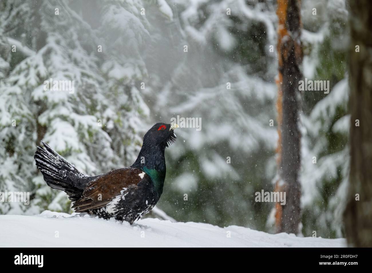 Maschio Occidentale Capracaille (Tetrao Urogallus) Grouse di legno a lek durante la stagione di courting Foto Stock