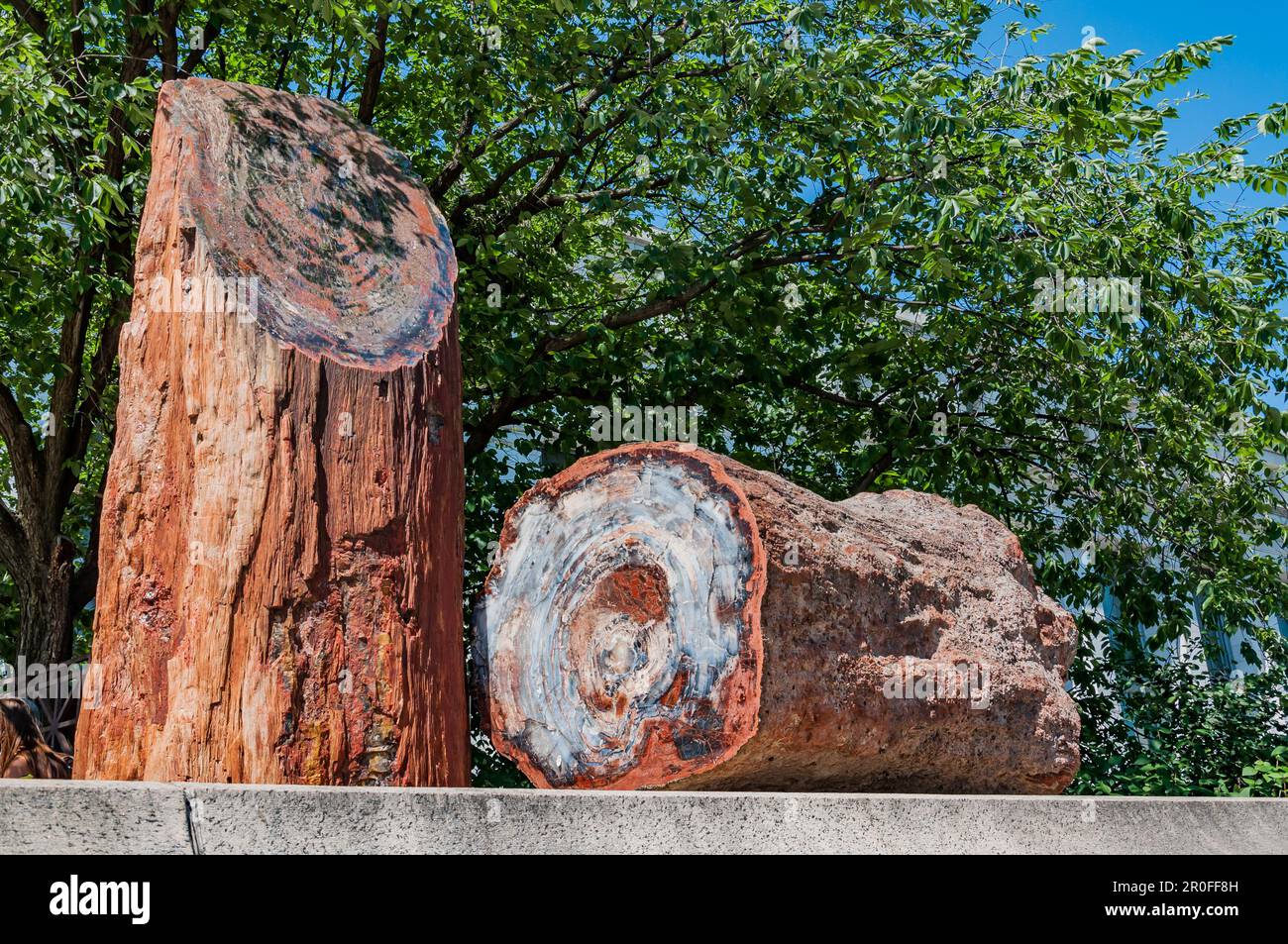 Legno pietrificato allo Smithsonian , Washington DC USA Foto Stock