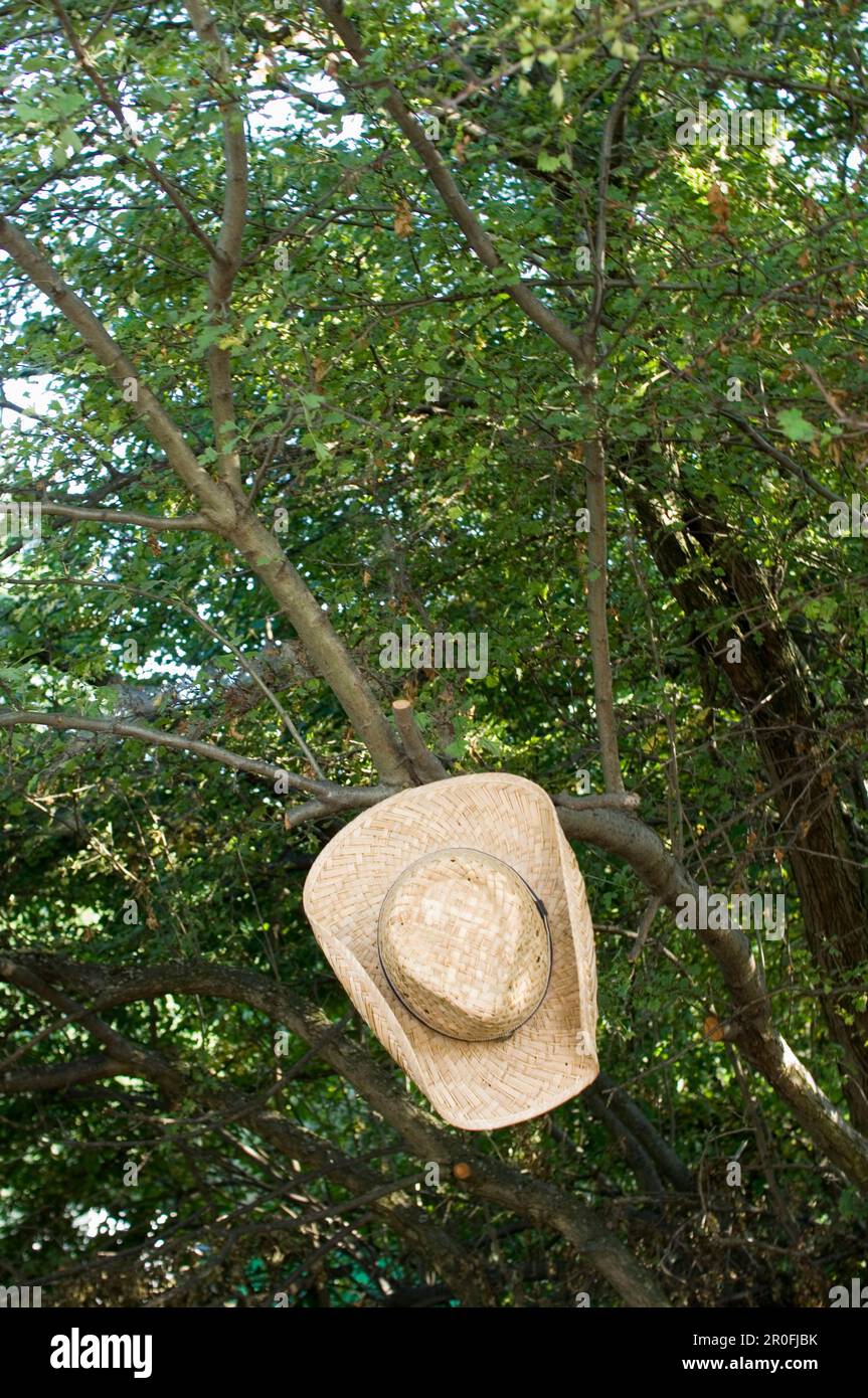 Cappello su un arto, Monaco, Baviera, Germania Foto Stock