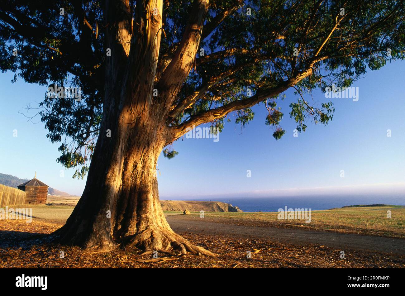 Paesaggio costiero con albero, Fort Ross, state Historiy Park, Route No. 1, Sonoma Paese, California, Stati Uniti Foto Stock