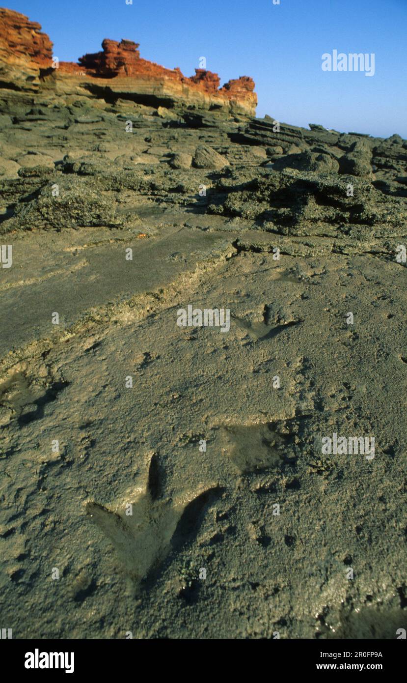 Stampe dei piedi dei dinosauri a Gantheaume Point, Broome, Australia Occidentale Foto Stock