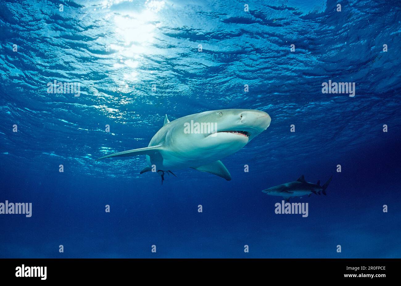 Limone Shark, Negaprion brevirostris, Bahamas, Grand Bahama Island, Oceano Atlantico Foto Stock