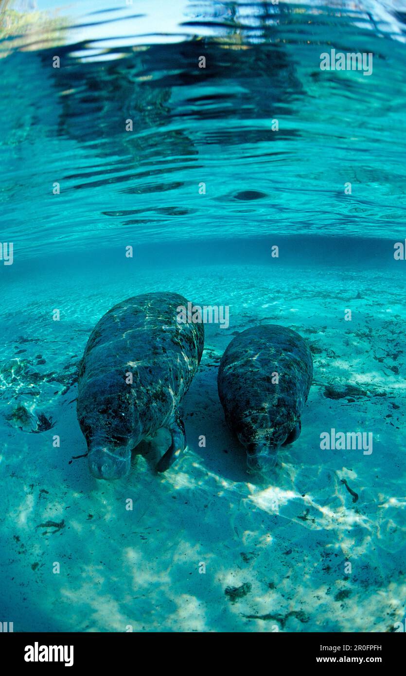 Manatee indiano occidentale, madre e vitello, Trichechus manatus latirostris, USA, Florida, Crystal River Foto Stock