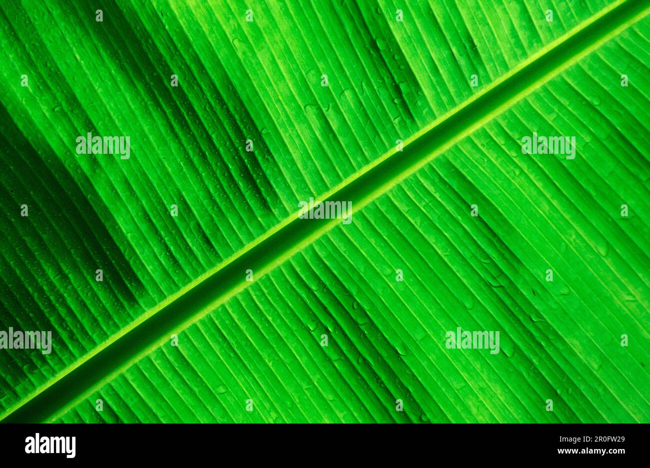 Green Palm Detail, Papua Nuova Guinea, Neu-Britannien, Kimbe Bay Foto Stock