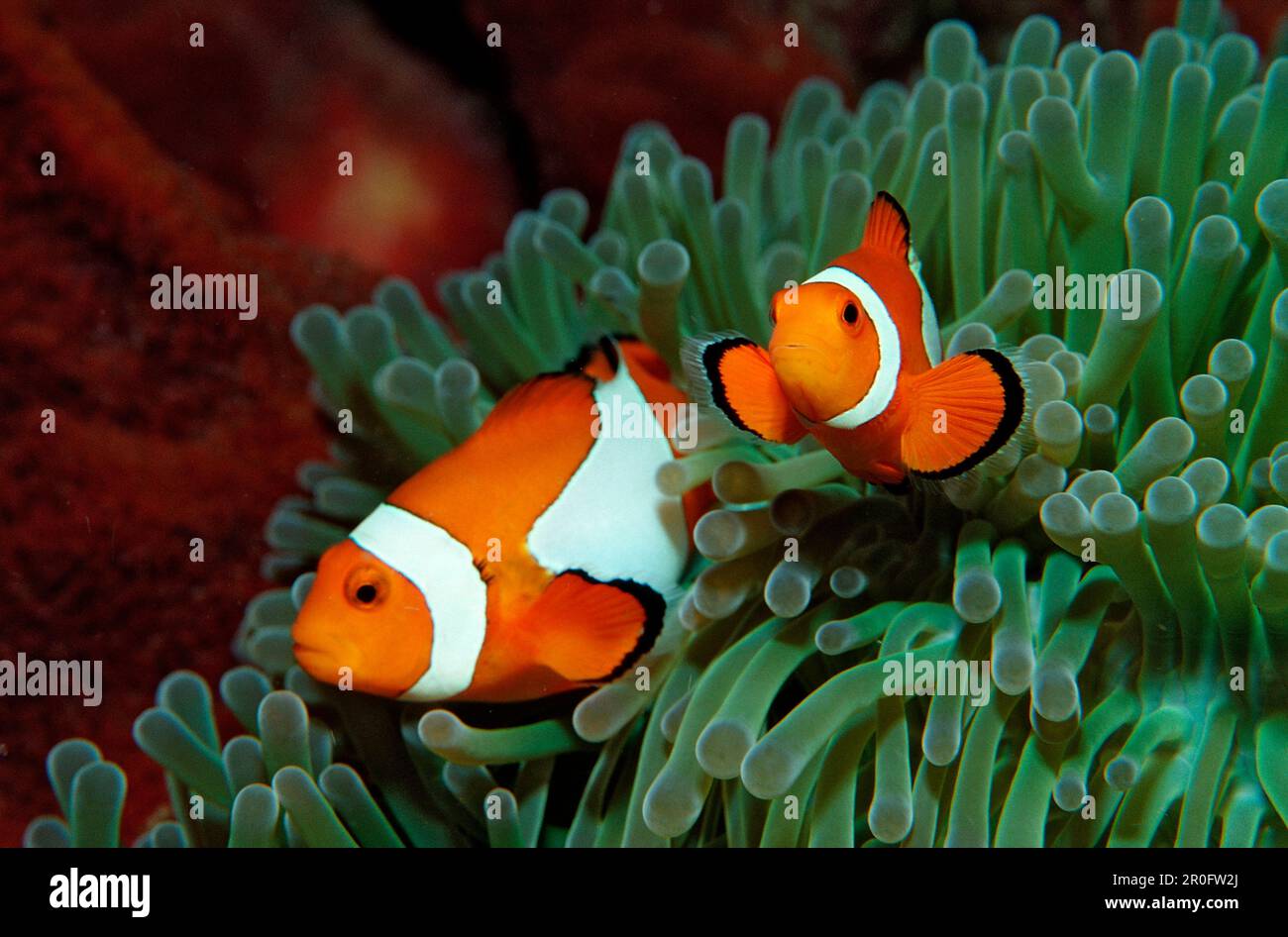 Due pesci anemonesi clown, anfibrion ocellaris, Indonesia, Bali, Oceano Indiano Foto Stock