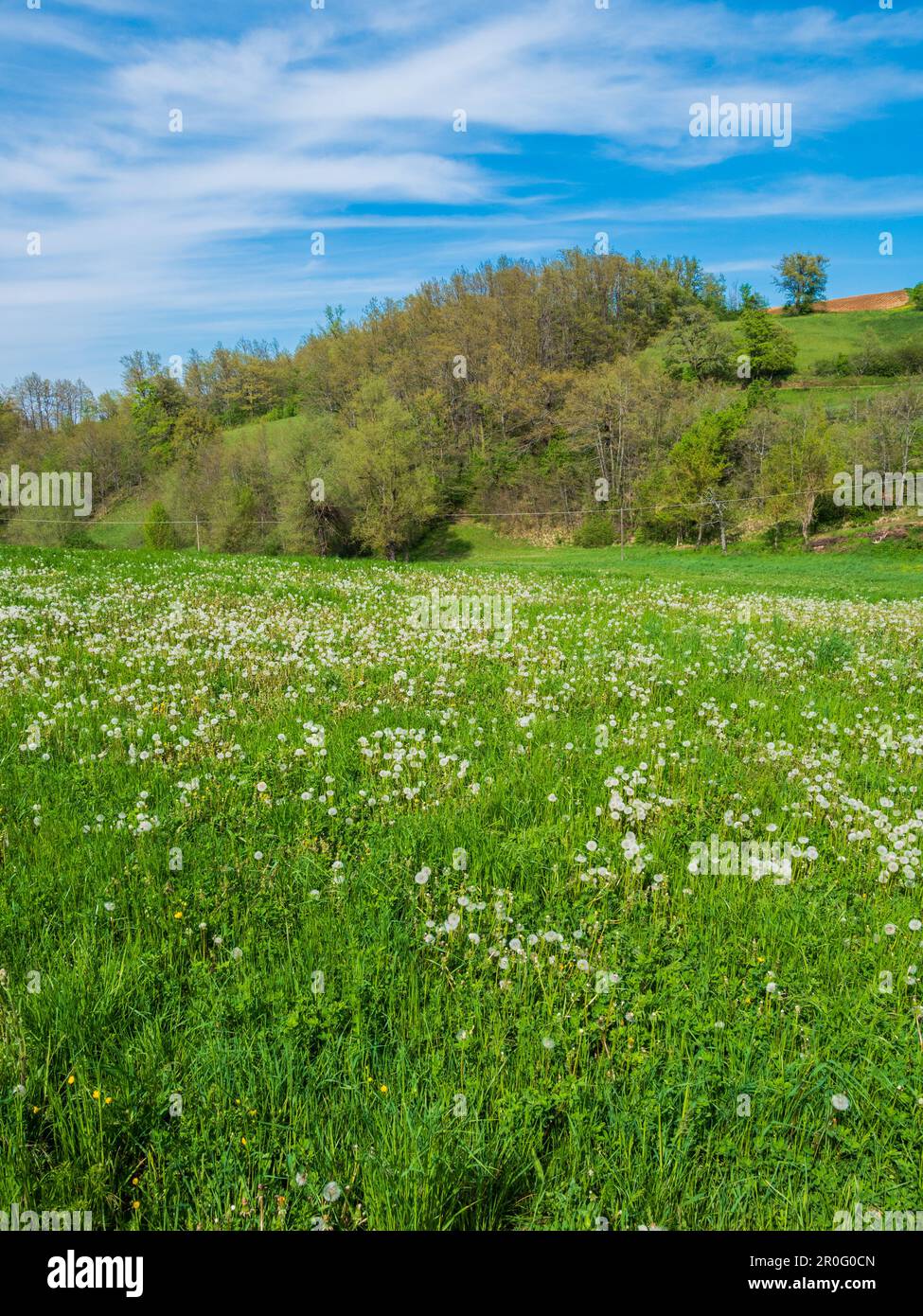 Verde prato fiorito in primo piano con una collina sullo sfondo Foto Stock