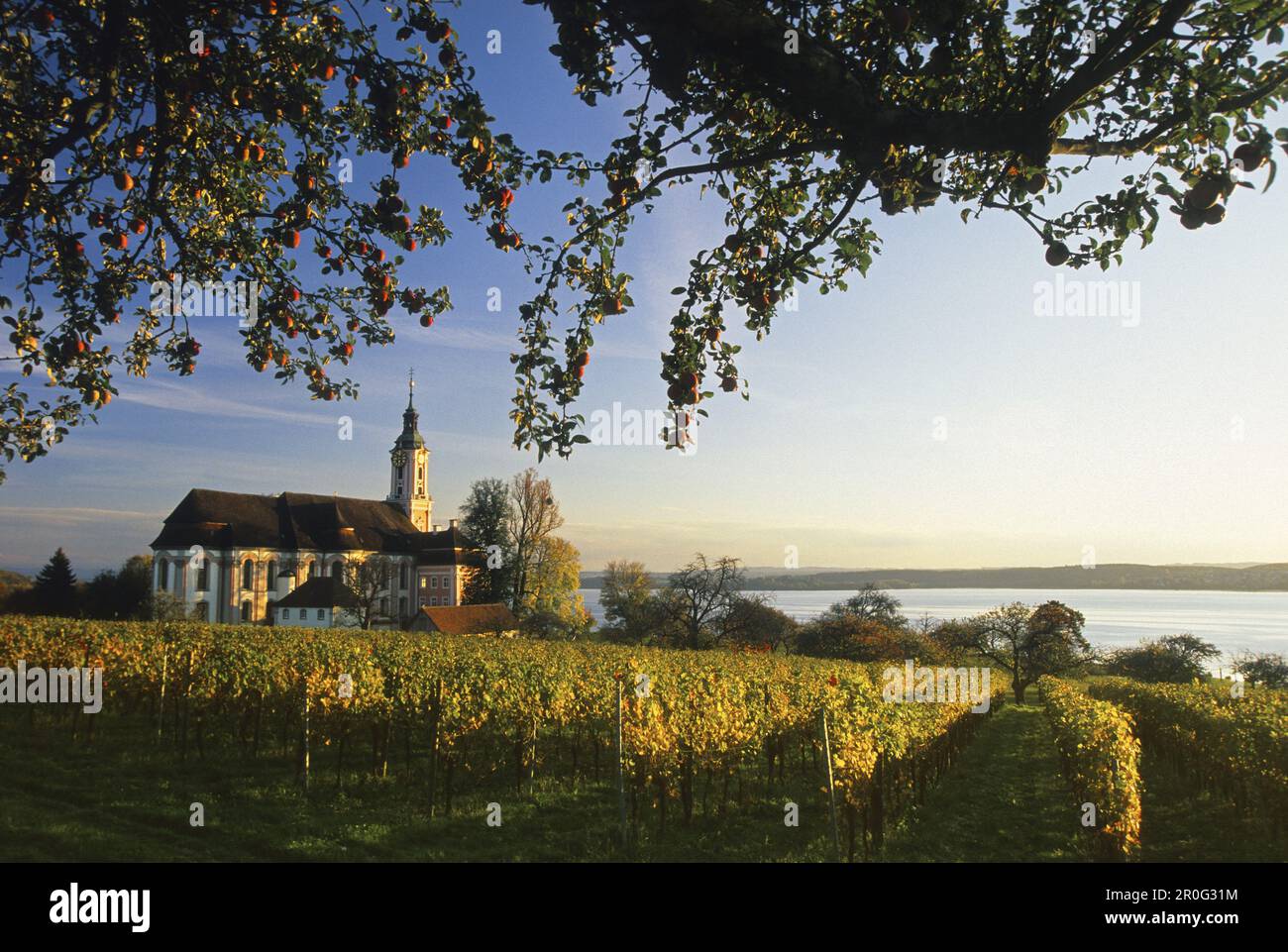 Rami di un melo, un vigneto e la chiesa di pellegrinaggio dell'abbazia di Birnau alla luce del sole serale, Lago di Costanza, Baden Wurttemberg, GE Foto Stock