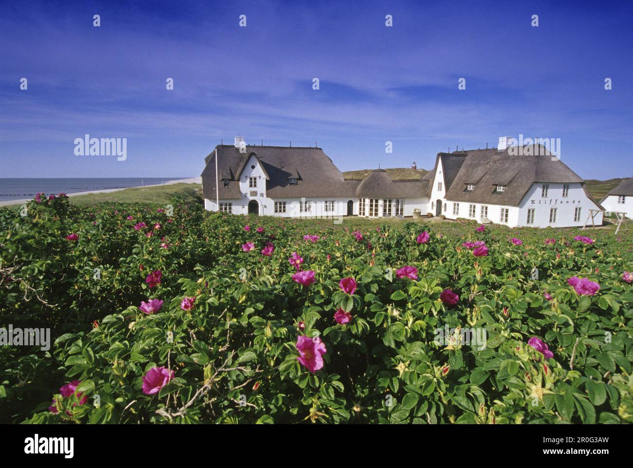 Rose cane e casa Kliffende alla luce del sole, Kampen, Sylt isola, Frisia del Nord, Mare del Nord, Schleswig-Holstein, Germania Foto Stock