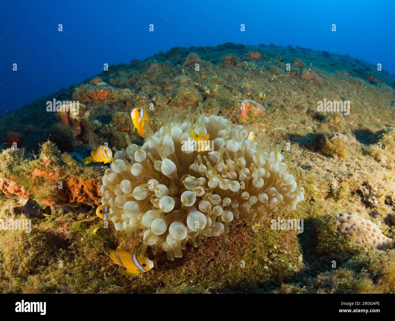 Pesci Anemoneici endemici in basso fino a posare nave da guerra USS Arkansas, Isole Marshall, Atollo Bikini, Micronesia, Oceano Pacifico Foto Stock