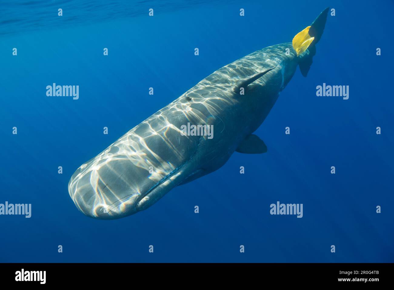 La balena dello sperma gioca con i rifiuti di plastica, il catodon di Physeter, le Azzorre, l'Oceano Atlantico, il Portogallo Foto Stock