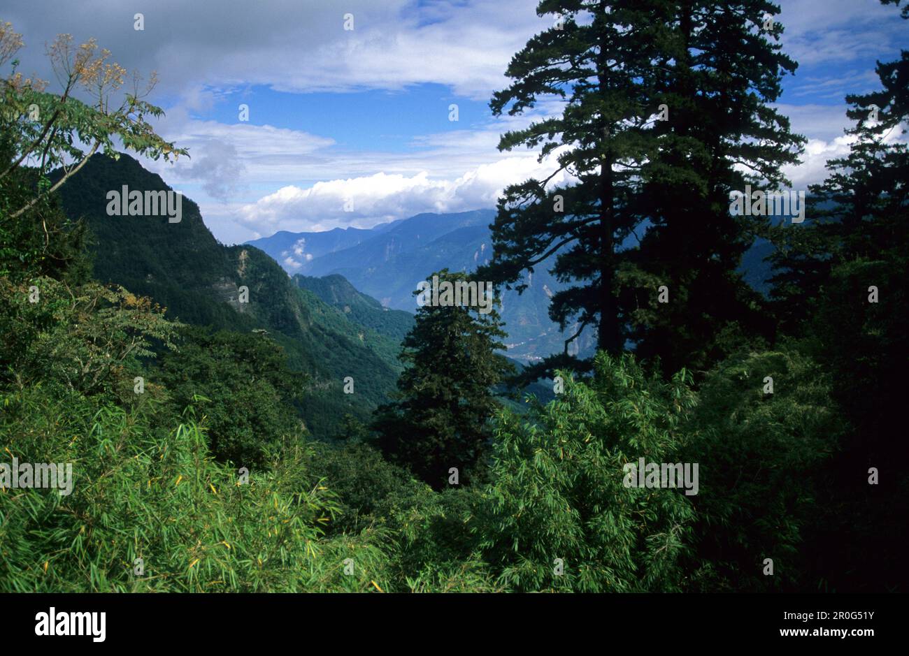 Foreste primordiali in montagna al Parco Nazionale di Yushan, Taiwan, Asia Foto Stock