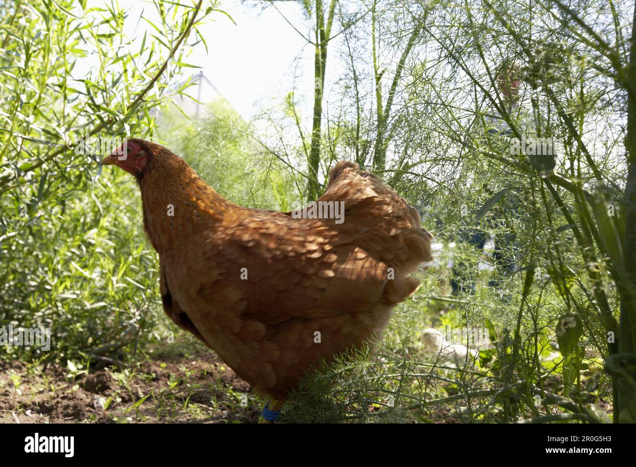 Gallina con pollo, ricerca di terreni coltivati, agricoltura biologica dinamica (bio-dinamica), Demeter, bassa Sassonia, Germania Foto Stock