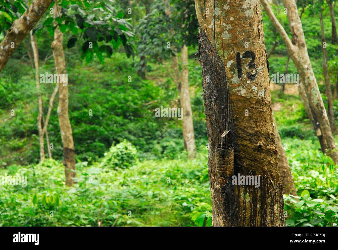 Vista alla piantagione di Para Rubber Tree, Bali Occidentale, Indonesia, Asia Foto Stock