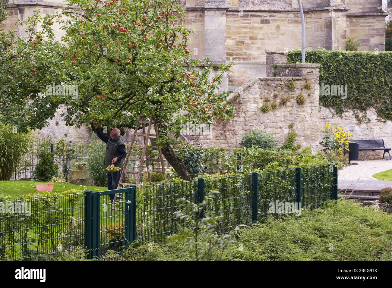 Raccolto di mele, St. Chiesa di Brice, Schoeppingen, Muensterland, Renania settentrionale-Vestfalia, Germania Foto Stock
