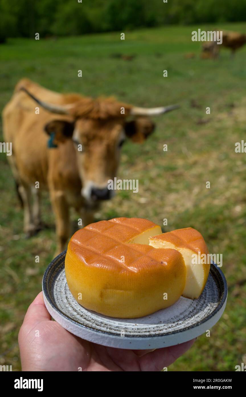 Formaggio spagnolo affumicato di Pra, prodotto da agricoltori rurali delle Asturie, Spagna con latte di vacca pastorizzato o miscelato con latte di capra o pecora Foto Stock