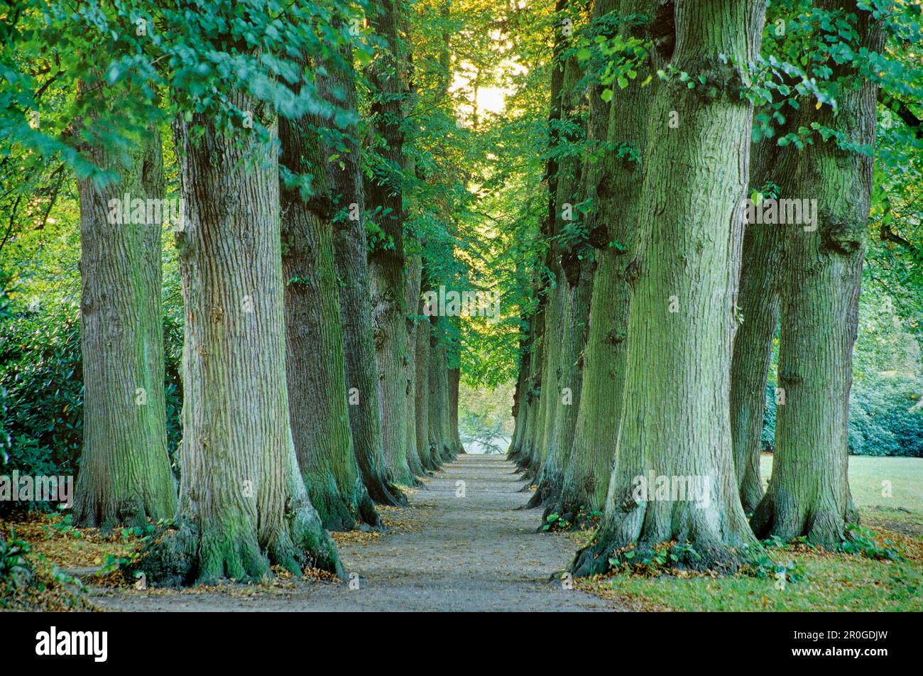 Doppia fila di tiglio lungo un vicolo a Blankenese, Amburgo, Germania Foto Stock