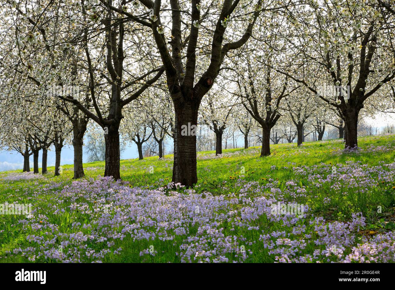 Fioritura dei ciliegi nella valle di Eggenen, nei pressi di Obereggenen, Markgräfler Land, Foresta Nera, Baden-Württemberg, Germania Foto Stock