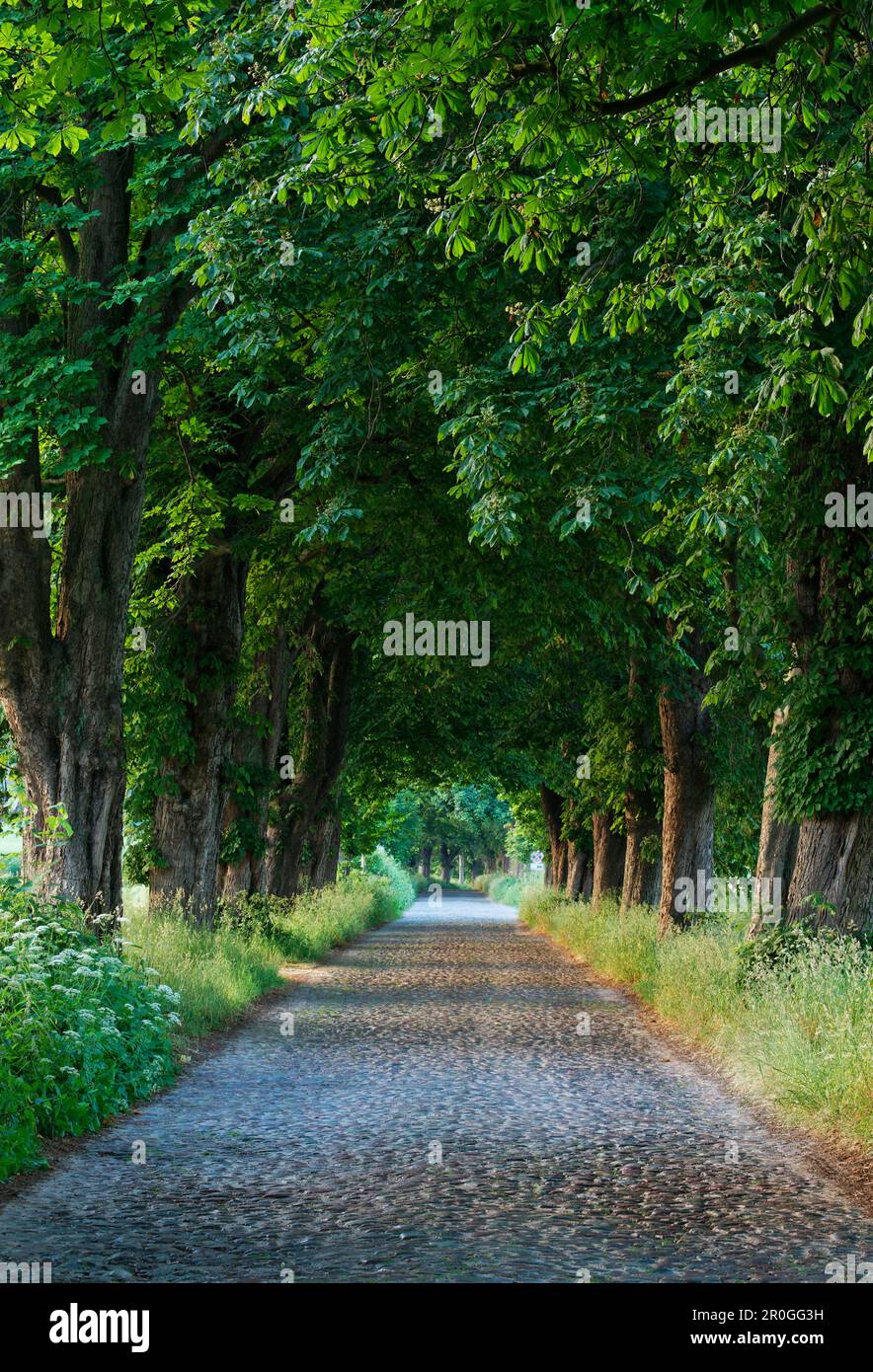 Avenue, Lancken-Granitz, Ruegen, Meclemburgo-Pomerania anteriore, Germania Foto Stock