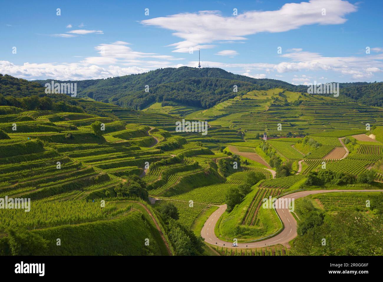 Vista sui vigneti fino a Oberbergen e al monte Totenkopf, Voggsburg im Kaiserstuhl, Baden-Wurttemberg, Germania Foto Stock