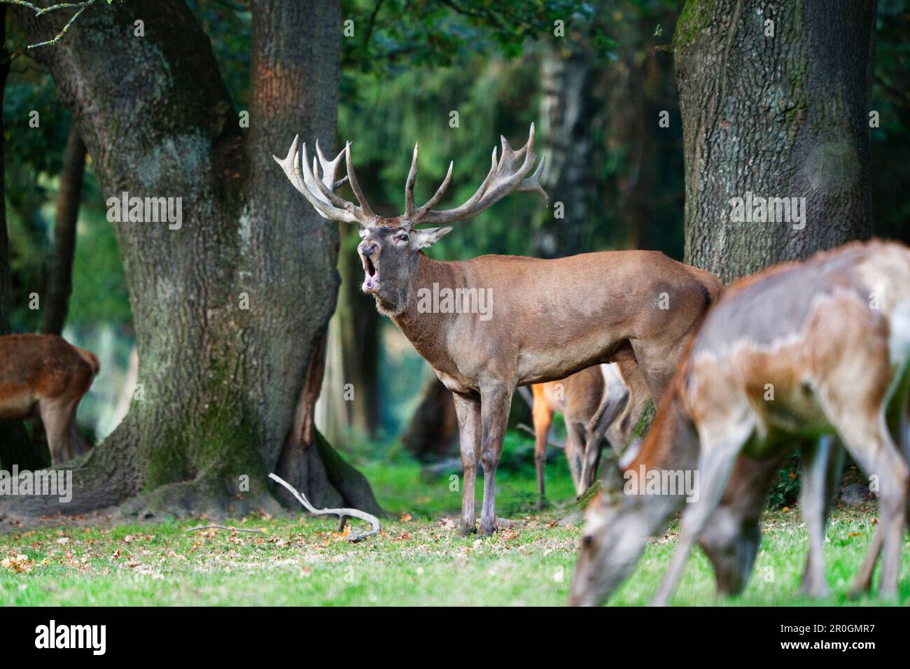 Red Deer Belling, Cervus elaphus, Germania, Europa Foto Stock