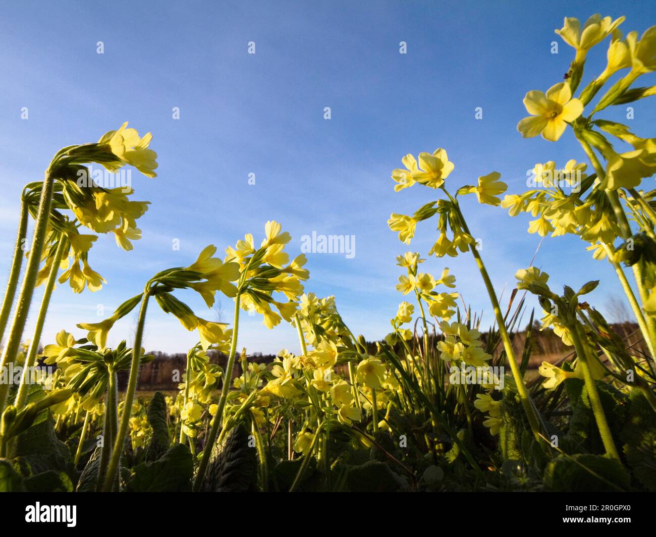 Vero oxlip, Alpi, alta Baviera, Germania Foto Stock