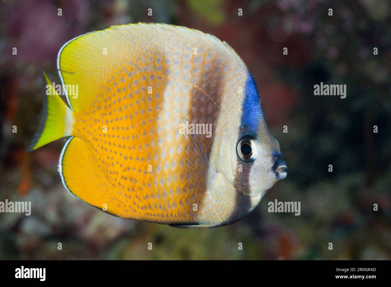 Kleins Butterflyfish, Chaetodon kleinii, Gau, Lomaiviti, Isole Figi Foto Stock