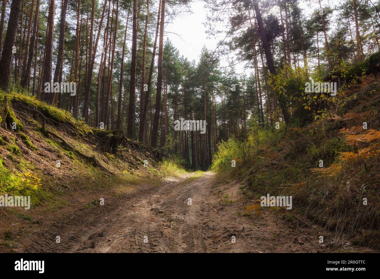 Percorri la collina nella pineta nel sud-est della Polonia. Foto Stock