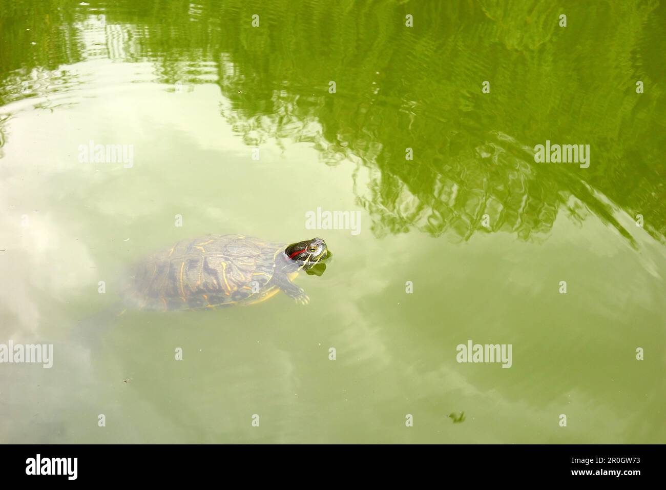 Tartaruga dalle orecchie rosse (trachemys scripta elegans) che nuota nell'acqua verde del lago con la testa fuori, facendo increspature sulla superficie dell'acqua Foto Stock