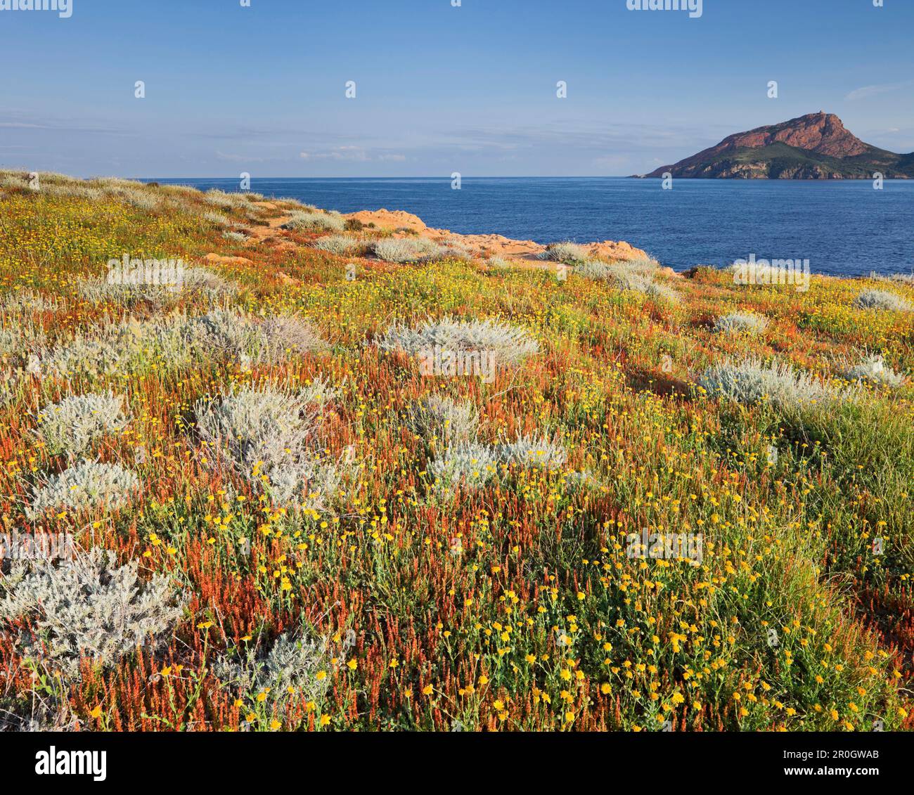 Fiori selvatici a Capu Rossu, piana, Corsika, Francia Foto Stock