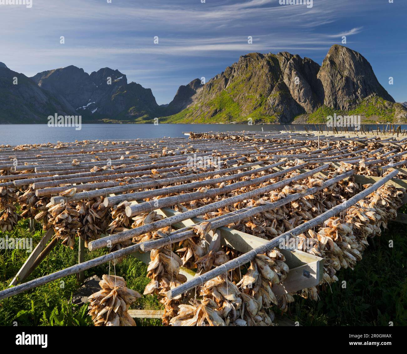 Pesci appesi all'asciutto, Hamnoya, Reinefjorden, Reine, Moskenesoya, Lofoten, Nordland, Norvegia Foto Stock