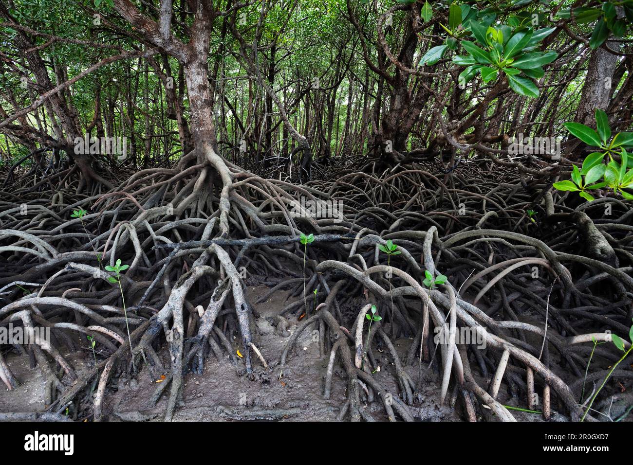 Mangrovie su Cape York Peninsula del Queensland del Nord, Australia Foto Stock