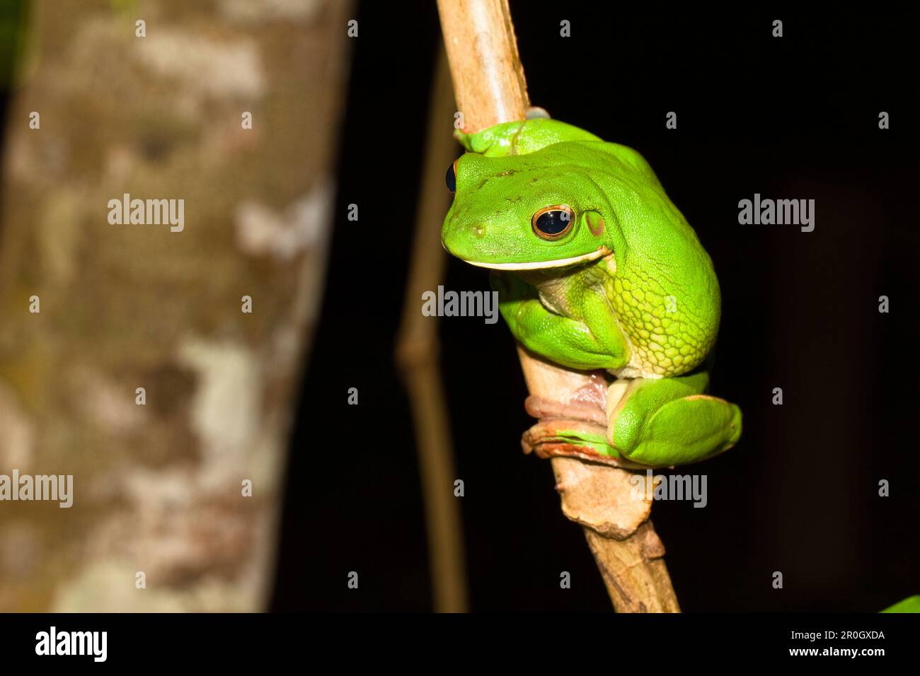 Rana bianca nella foresta pluviale, Litoria infrafrenata, Iron Range National Park, Cape York Peninsula, North Queensland, Australia Foto Stock
