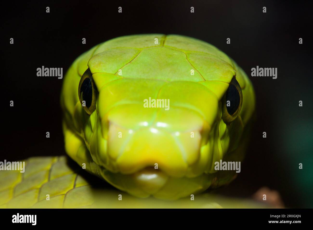 Eastern Green Mamba, Dendroaspis angusticeps, Kenya, Africa Foto Stock