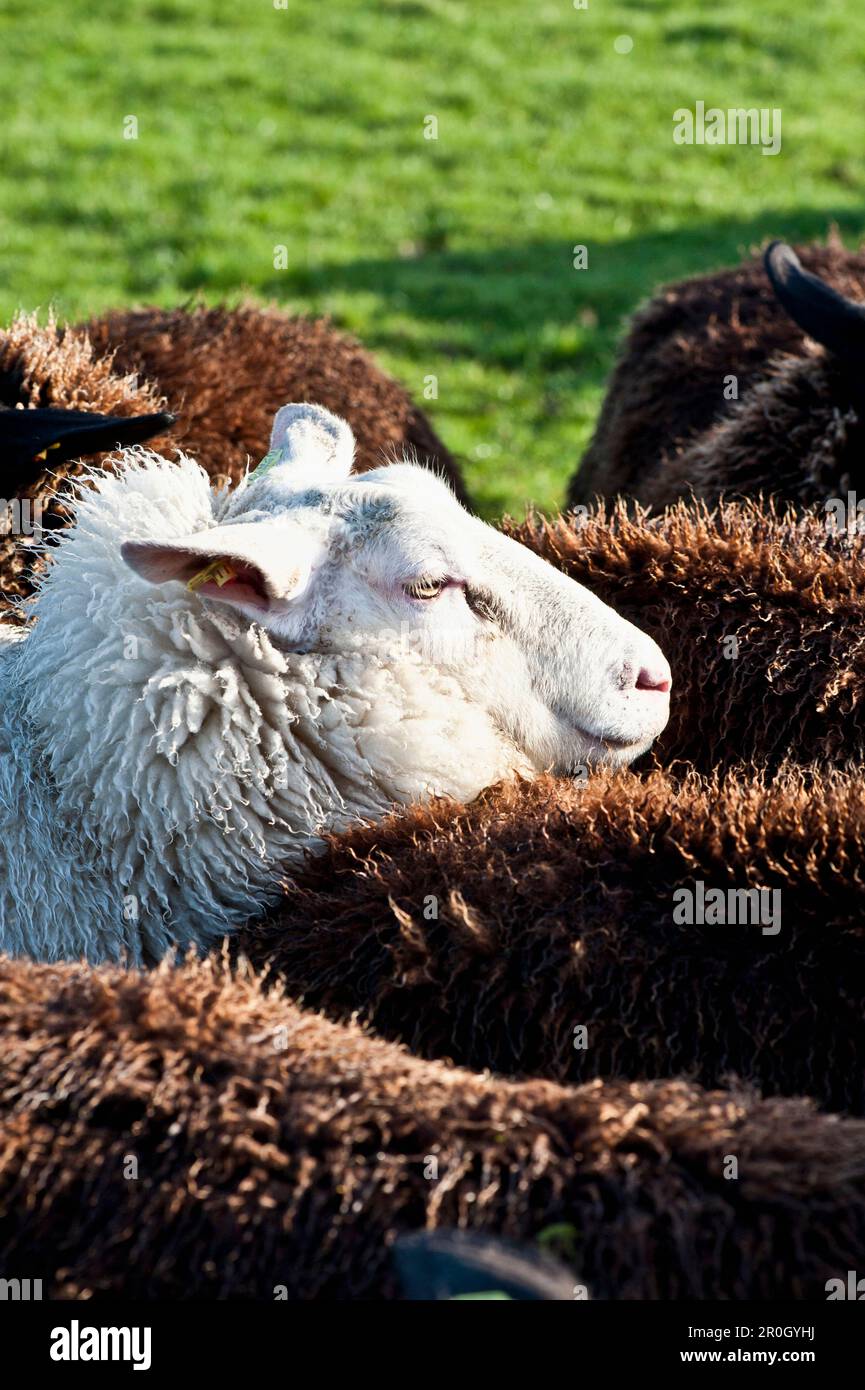Dairy pecore sui pascoli nei pressi di San Peter-Ording, Northfriesland, Germania Foto Stock