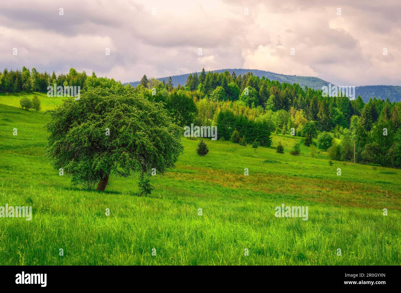 Paesaggio montano nella stagione primaverile. La vista pittoresca si estende su un unico albero sulla prateria e colline verdi, montagne Beskidy, Polonia. Foto Stock