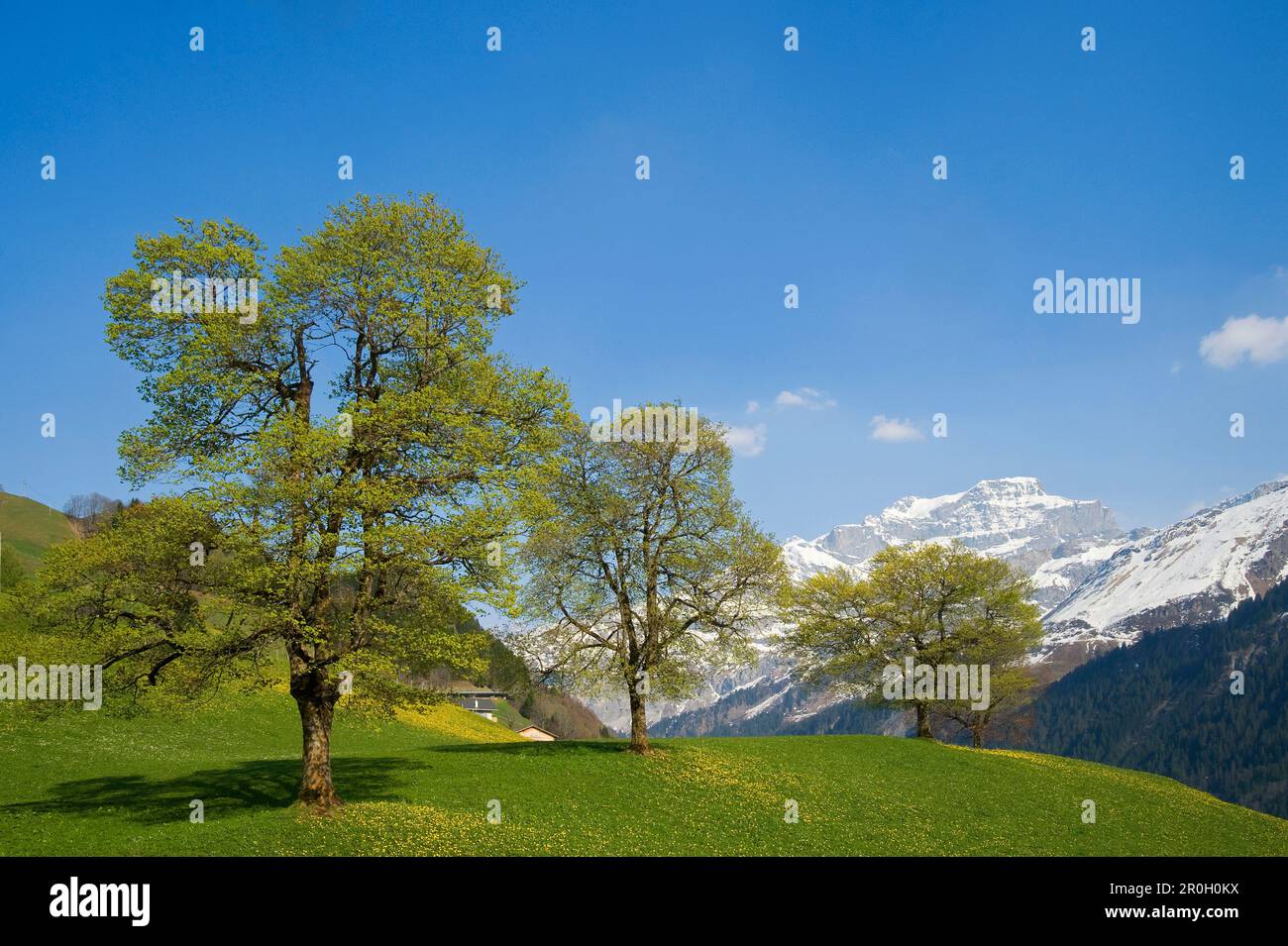 La molla a Klausen pass, Unterschachen, Canton Uri, Svizzera Foto Stock