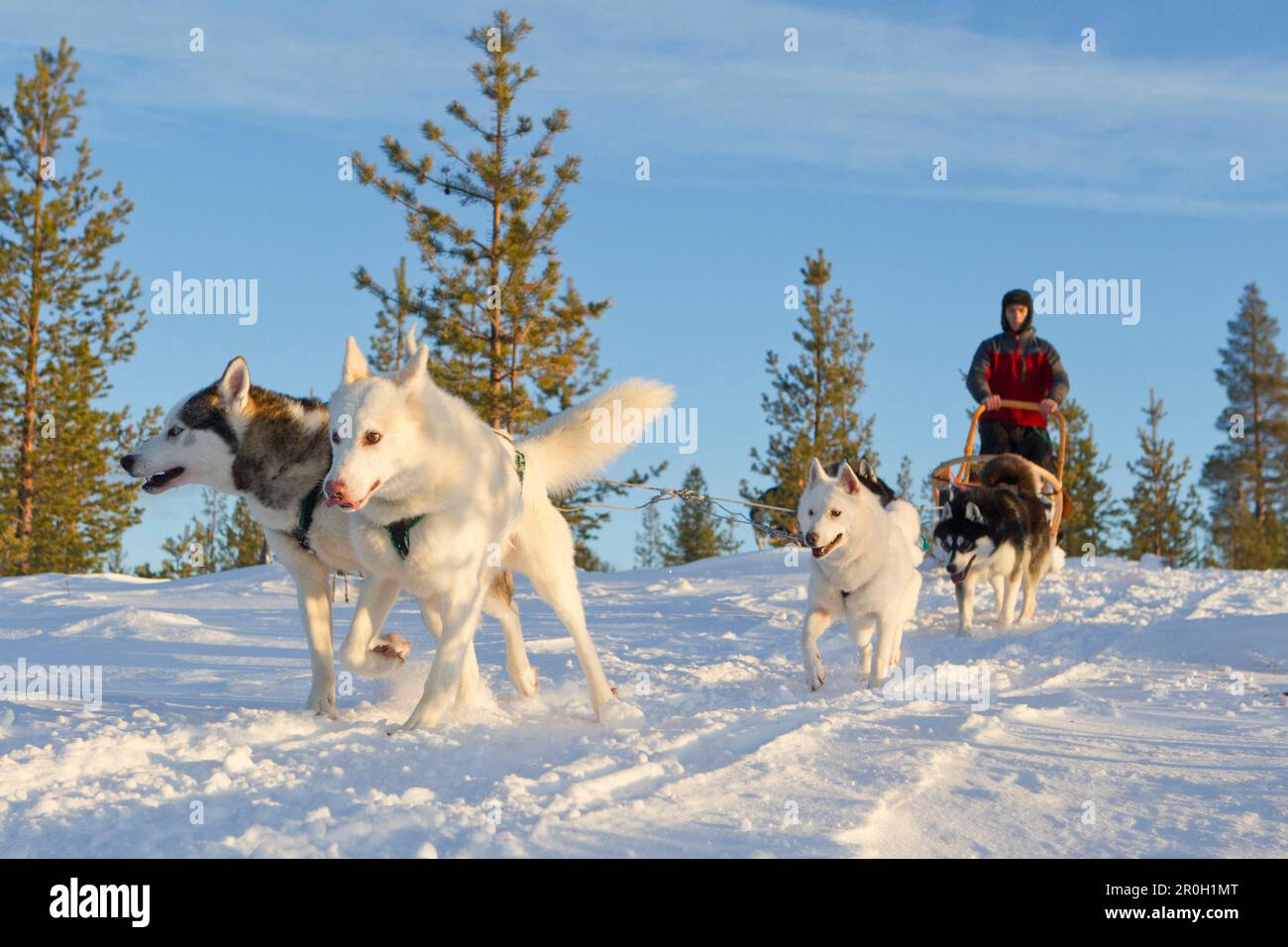 Un uomo con una slitta trainata da cani e huskies in inverno, Lapponia, Finlandia, Europa Foto Stock