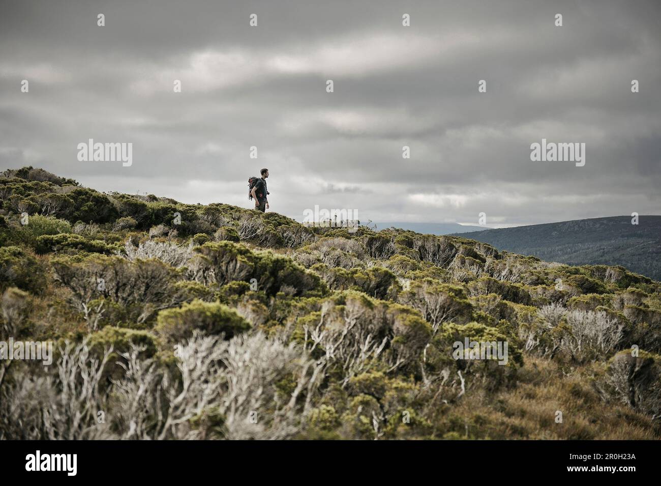 Escursionista nella Tasmania Wilderness, Overland Track, Cradle Mountain Lake St Clair National Park, Tasmania, Australia Foto Stock