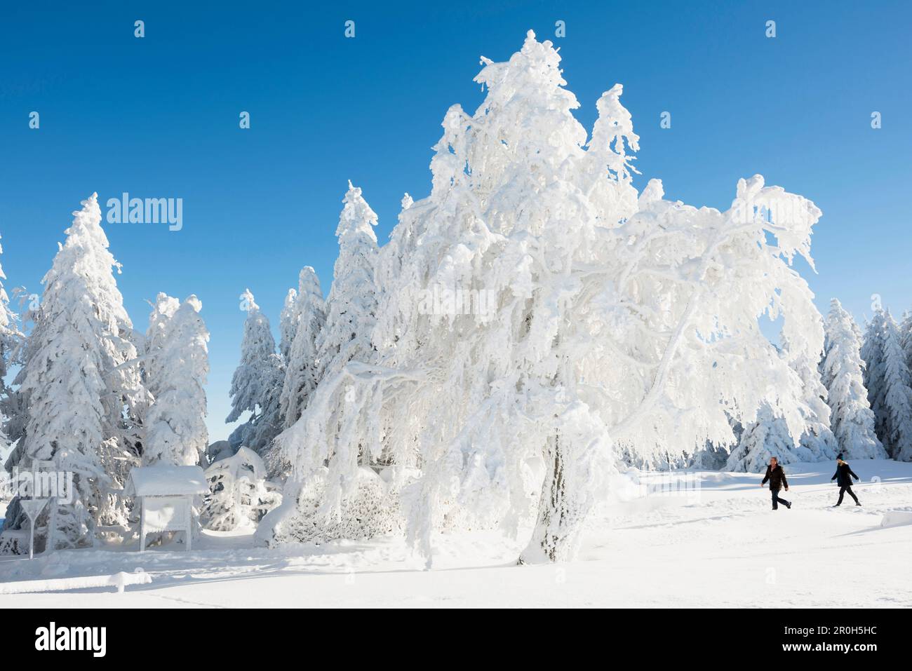 Alberi innevati ed escursionisti, Schauinsland, nei pressi di Friburgo in Breisgau, Foresta Nera, Baden-Wuerttemberg, Germania Foto Stock