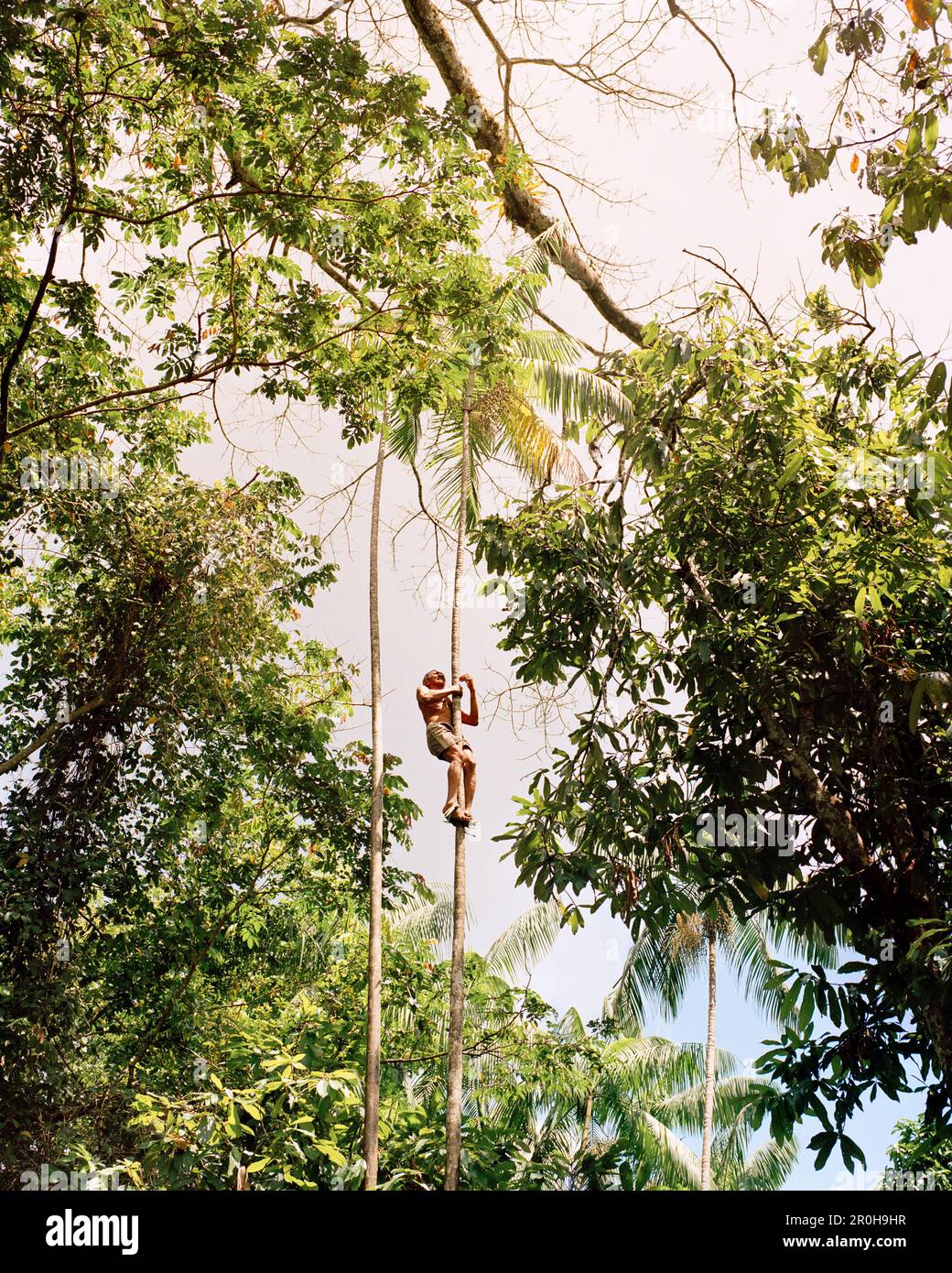 BRASILE, Belem, Sudamerica, uomo che arrampica la palma di Acai per le bacche, Boa Vista Foto Stock